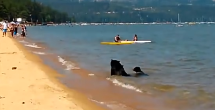 Two people kayaking in the water with a dog playing near the shore. Two people kayaking in the water with a dog playing near the shore.