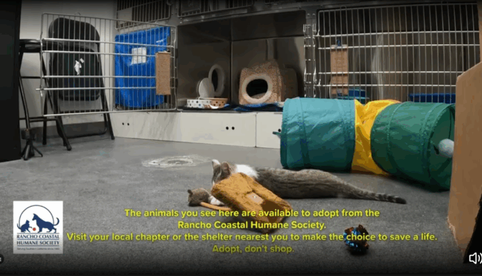 Animals in cages available for adoption at a shelter. Animals in cages available for adoption at a shelter.