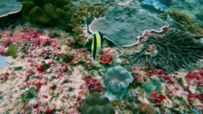 A vibrant coral reef with a colorful fish swimming near. A vibrant coral reef with a colorful fish swimming near.